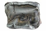 Fossil Woolly Rhino (Coelodonta) Tooth - Siberia #370922-2